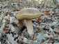Ízletes vargánya (Boletus edulis), Őrség